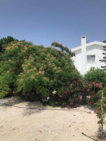 Villa Olivia, Golful Coralilor Exterior foto